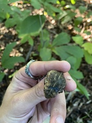 Anaxyrus fowleri