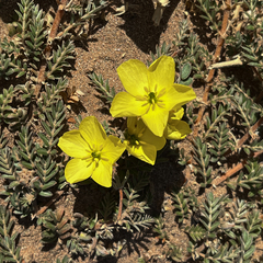 Tribulus