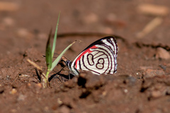 Diaethria candrena