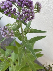 Pluchea odorata odorata