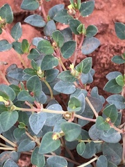 Euphorbia fendleri