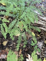 Adiantum pedatum