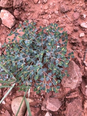 Euphorbia fendleri