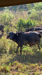 Syncerus caffer caffer