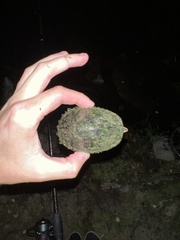 Sternotherus odoratus