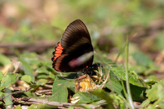 Biblis hyperia