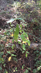 Oemleria cerasiformis