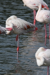 Phoenicopterus chilensis
