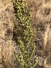 Artemisia dracunculus