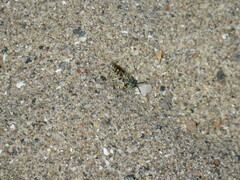 Microbembex monodonta