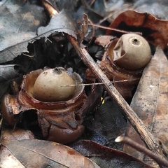 Geastrum triplex