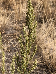 Artemisia dracunculus