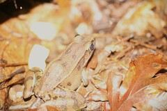 Lithobates sphenocephalus
