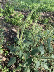 Amaranthus palmeri