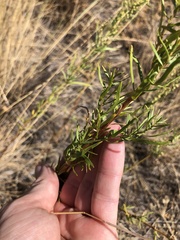 Artemisia dracunculus