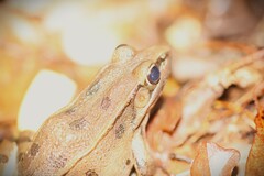 Lithobates sphenocephalus