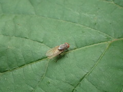 Ormia