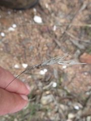 Rytidosperma