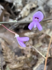 Hylodesmum