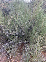 Ephedra viridis