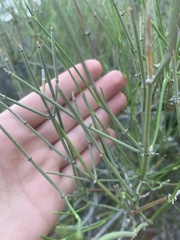Ephedra viridis