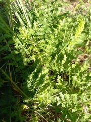 Filipendula vulgaris