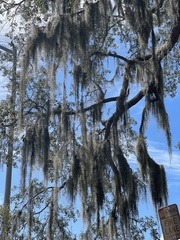 Tillandsia usneoides