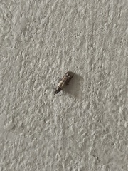 Plodia interpunctella