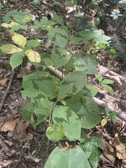 Persicaria filiformis