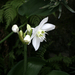 Amazon Lily - Photo (c) scott.zona, some rights reserved (CC BY-NC)