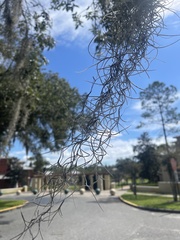 Tillandsia usneoides