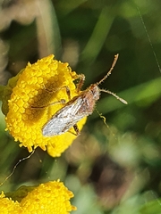 Rhopalus subrufus