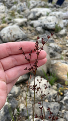 Juncus articulatus