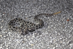 Sistrurus miliarius barbouri