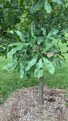 Quercus imbricaria