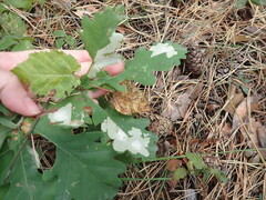 Tischeria ekebladella