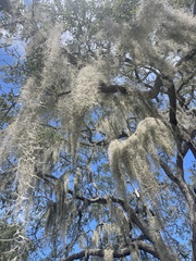 Tillandsia usneoides
