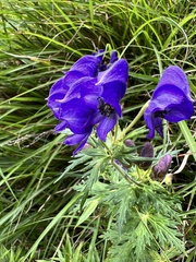Aconitum fukutomei