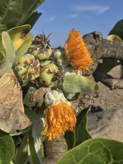 Dendroseris litoralis