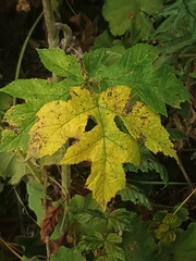 Heracleum sphondylium