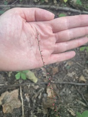 Persicaria filiformis