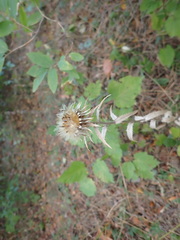 Carlina biebersteinii