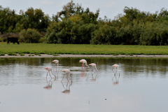 Phoenicopterus roseus