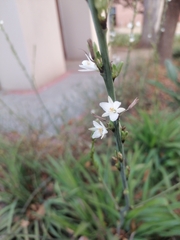 Chlorophytum