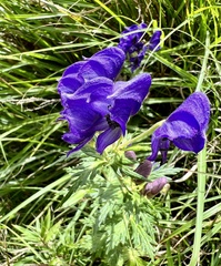 Aconitum fukutomei