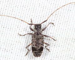 Hyperplatys maculatus