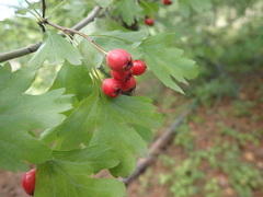 Crataegus
