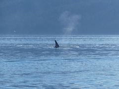 Orcinus orca