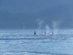 Orcinus orca