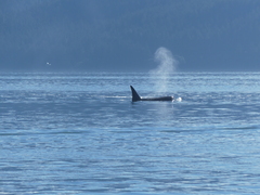Orcinus orca